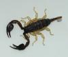 Euscorpius sp.
